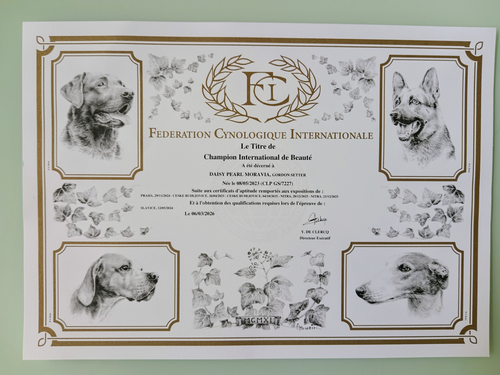 Daisy je Mezinárodní šampion krásy C.I.B.